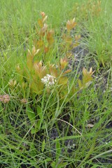 Asclepias michauxii