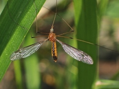 Leptotarsus setivena