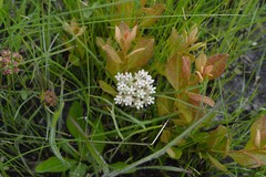 Asclepias michauxii