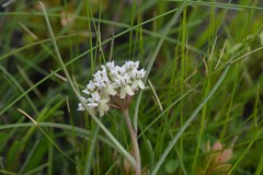 Asclepias michauxii