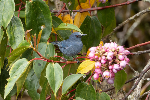 Bluish Flowerpiercer (Diglossa caerulescens), photo 5