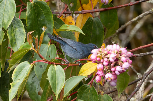 Bluish Flowerpiercer (Diglossa caerulescens), photo 6