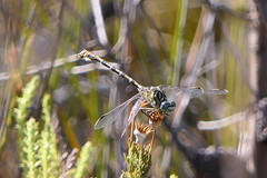 Ceratogomphus pictus