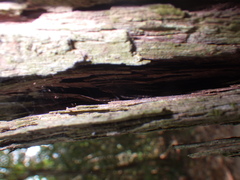 Psechrus
