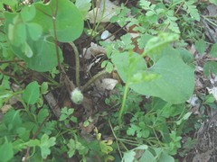 Asarum canadense reflexum