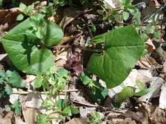 Asarum canadense reflexum
