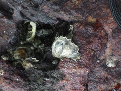 Saccostrea cuccullata