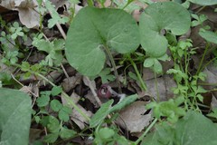 Asarum canadense reflexum