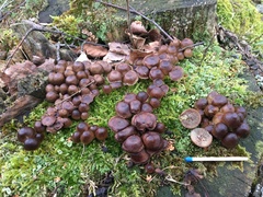 Mycena tintinnabulum