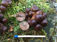 Mycena tintinnabulum