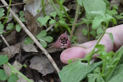 Asarum canadense reflexum