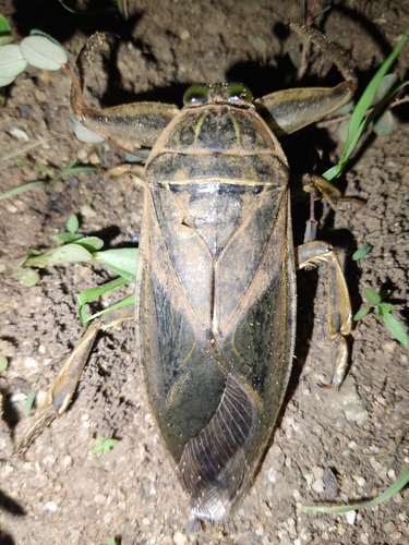 African Giant Water Bug