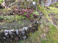 Mycena tintinnabulum