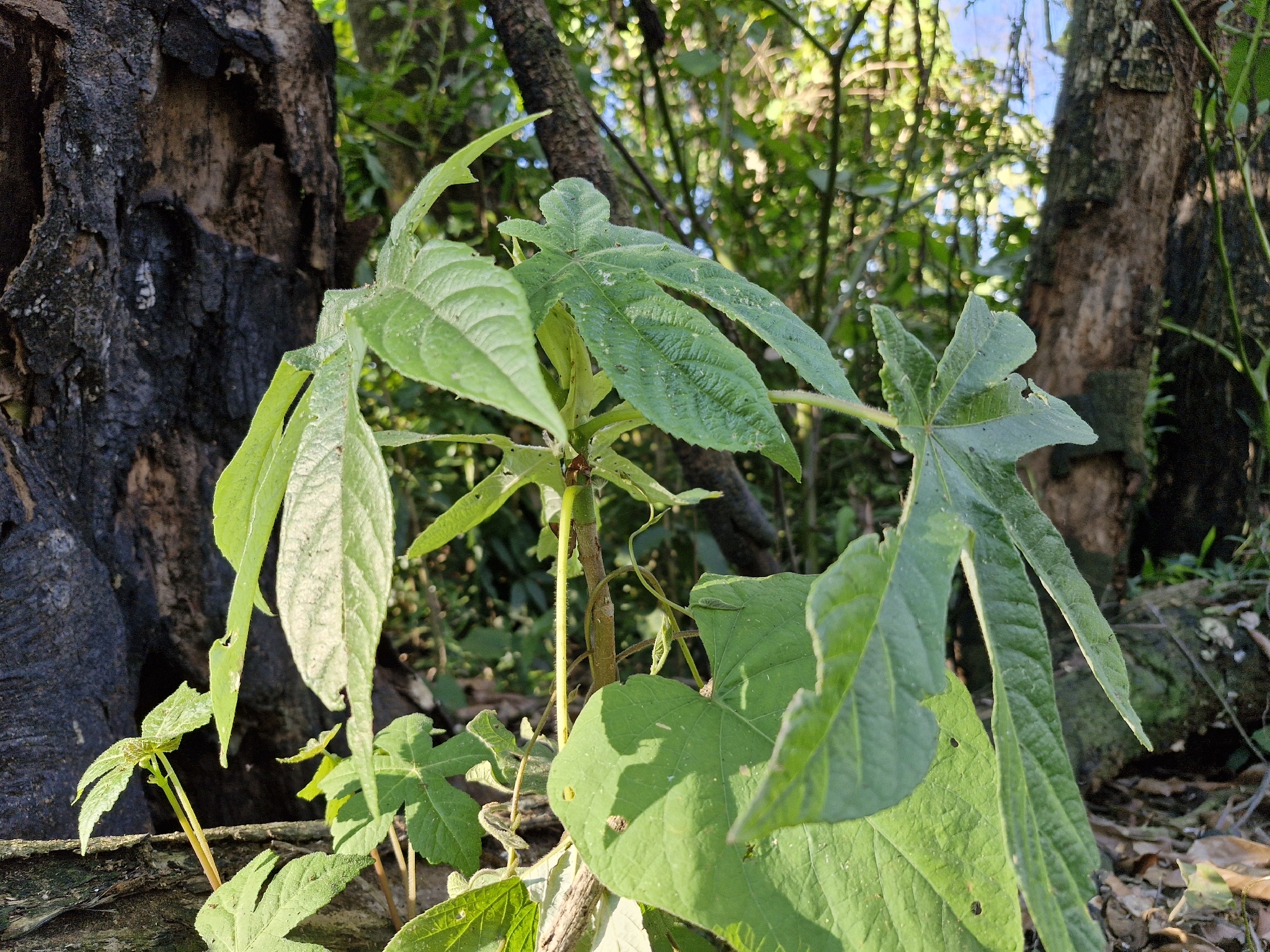 Cecropia glaziovii