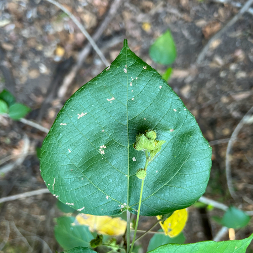 Brown Macaranga (Macaranga involucrata)