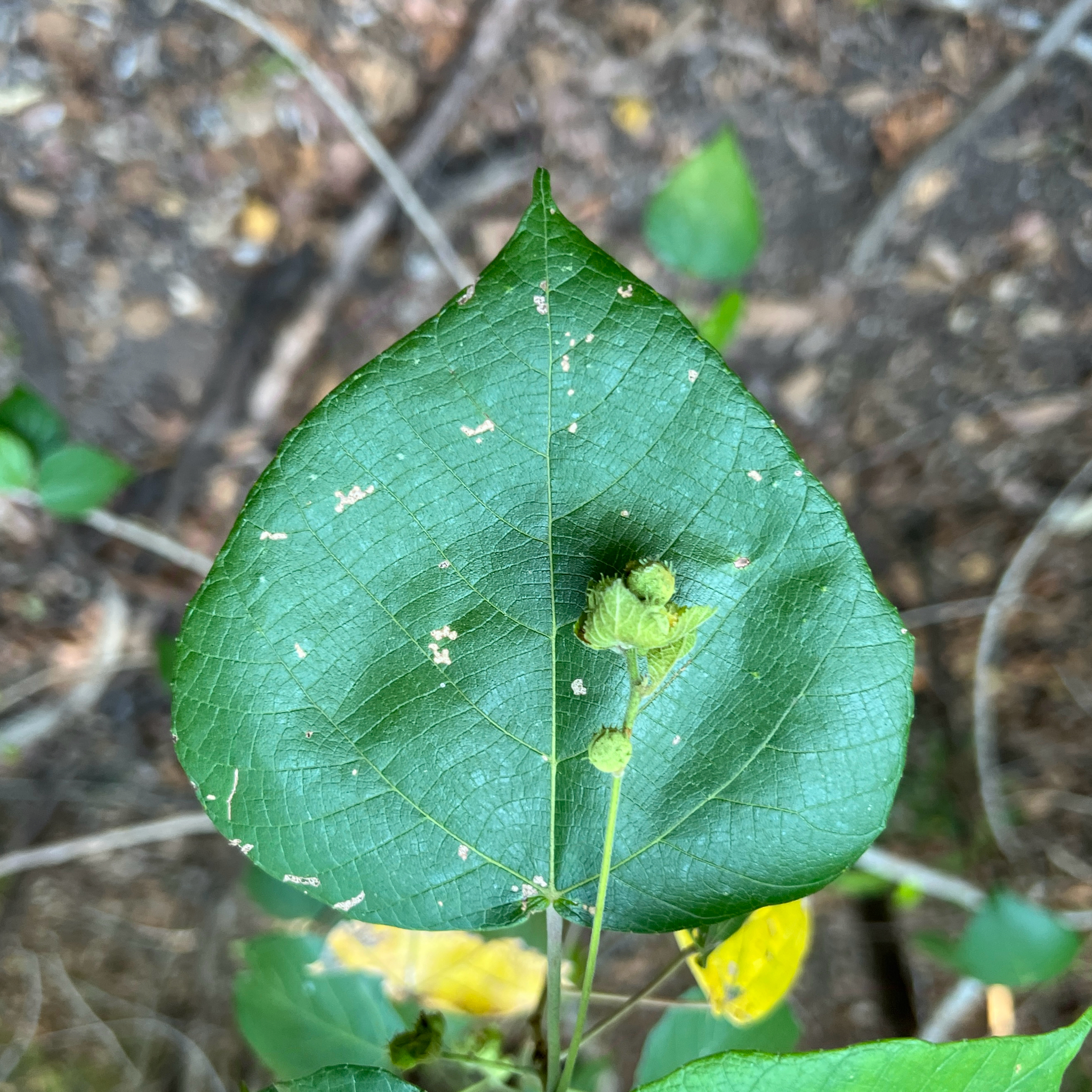 Brown Macaranga (Macaranga involucrata)