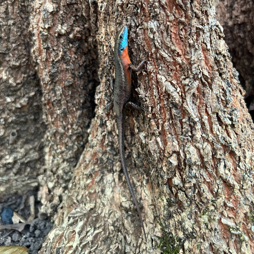 Blue-throated Rainbow-skink