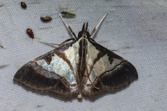 Dausara
