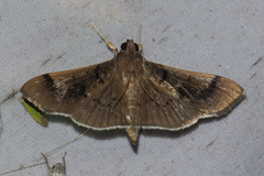 Omiodes barcalis