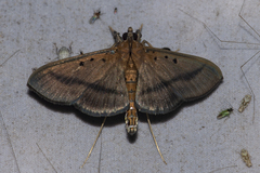 Filodes fulvidorsalis