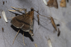 Filodes fulvidorsalis