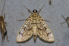 Haritalodes