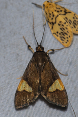 Ulopeza