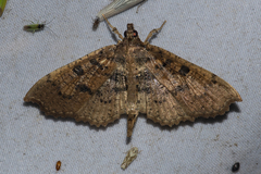 Ceratarcha umbrosa