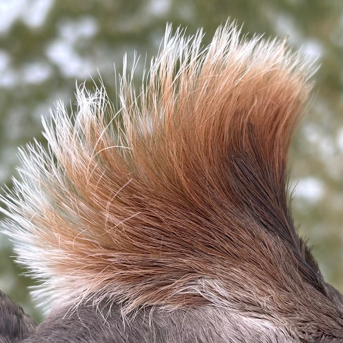 Plume de Harle couronné