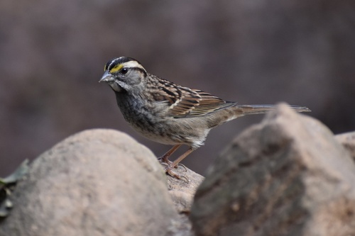 White-throated Sparrow photographed in Georgia