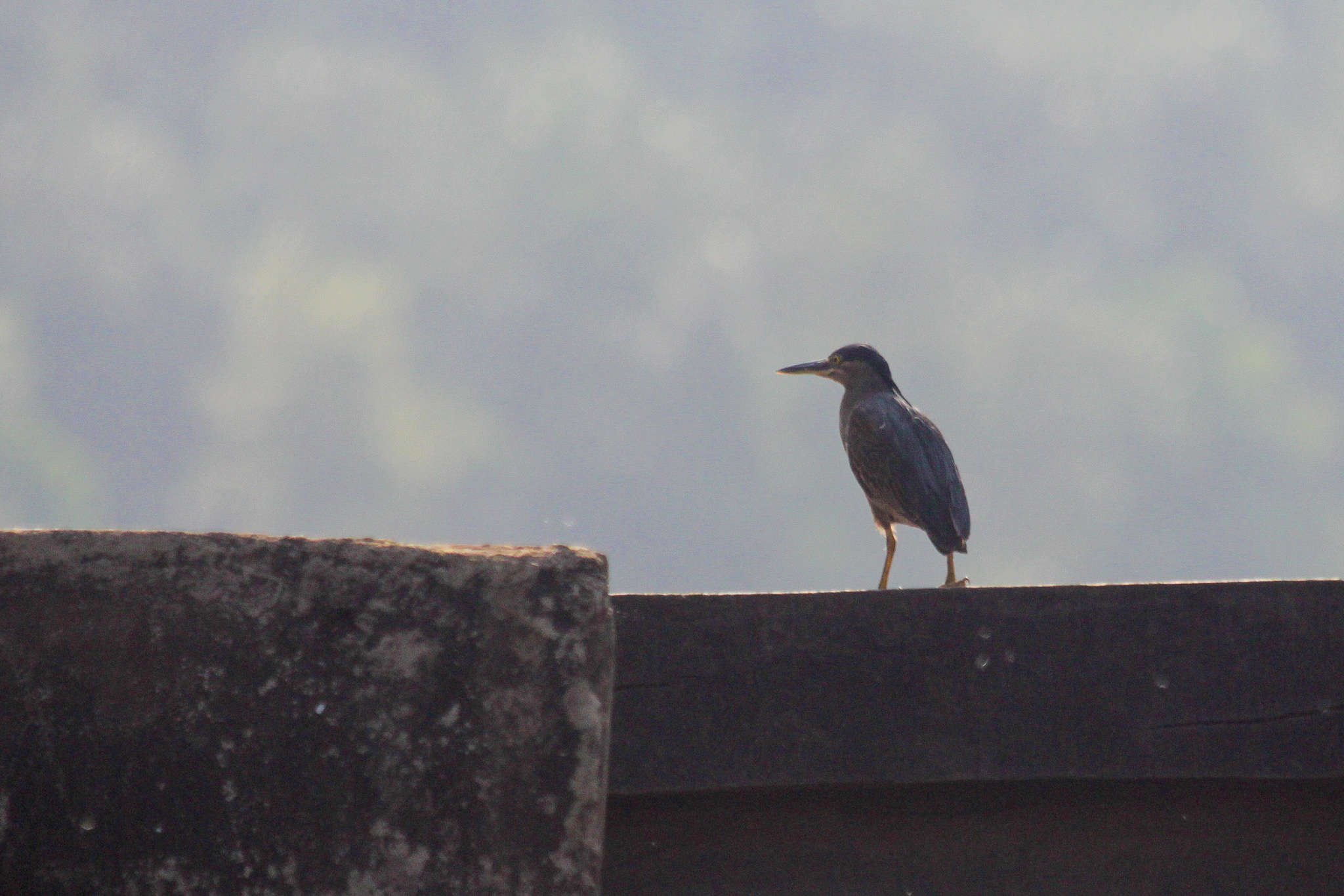Striated Heron