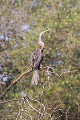 Anhinga melanogaster