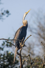 Anhinga melanogaster