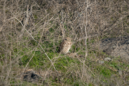 View observation of {o.common_name} on iNaturalist