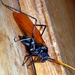 Wasp Katydids - Photo (c) Clint Morgan, some rights reserved (CC BY-NC), uploaded by Clint Morgan