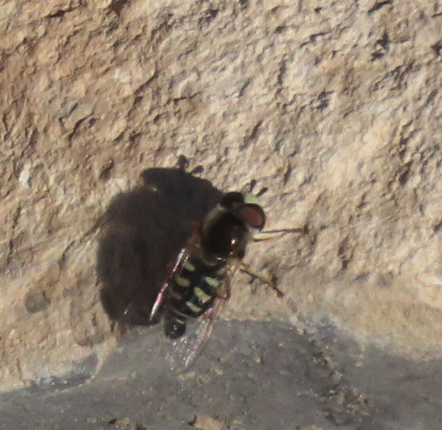 Unknown species found near Bernalillo County, NM, USA