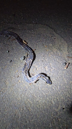 Eastern Keelbacks sighting