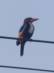 Halcyon smyrnensis