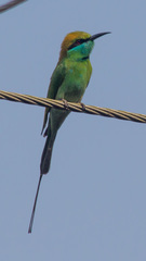 Merops orientalis