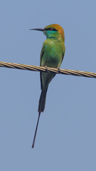 Merops orientalis