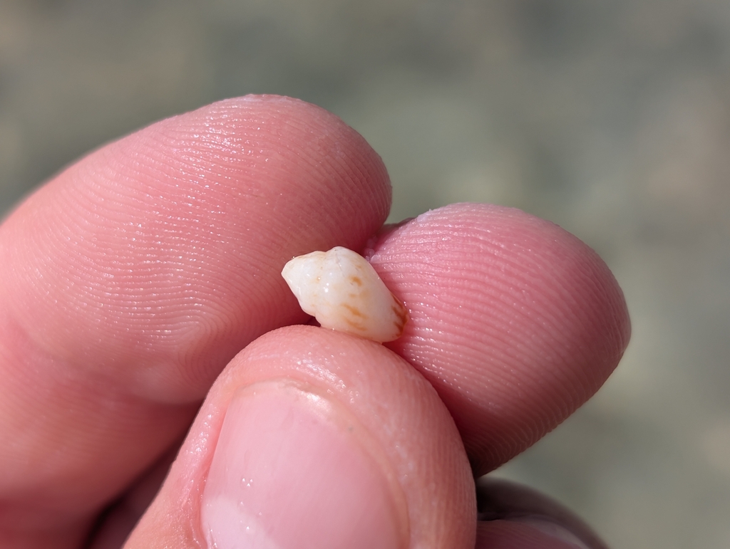Euplica varians