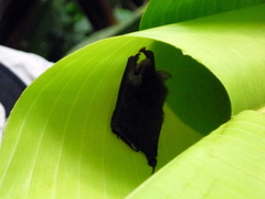Thyroptera tricolor