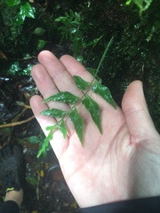 Arthropteris
