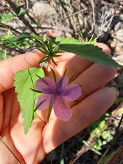Hibiscus phoeniceus