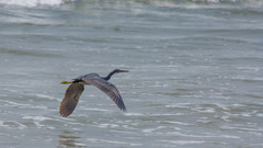 Egretta gularis