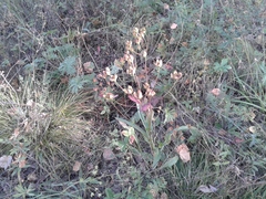 Bupleurum multinerve