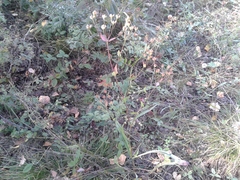 Bupleurum multinerve