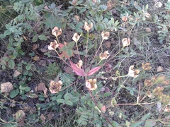 Bupleurum multinerve