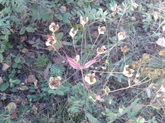 Bupleurum multinerve