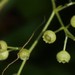 Cyclea peltata - Photo (c) Shiwalee Samant, some rights reserved (CC BY-NC), uploaded by Shiwalee Samant